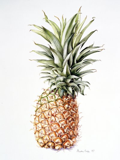 Pineapple, 1997 by Alison Cooper